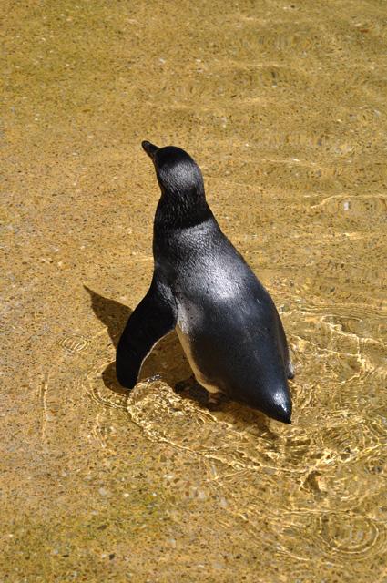 min 2013 07 06 beauval 257